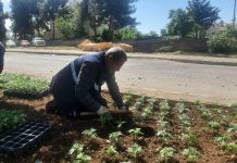 Refüj ve Kavşaklara Mevsimlik Çiçek Ekimine Başlandı